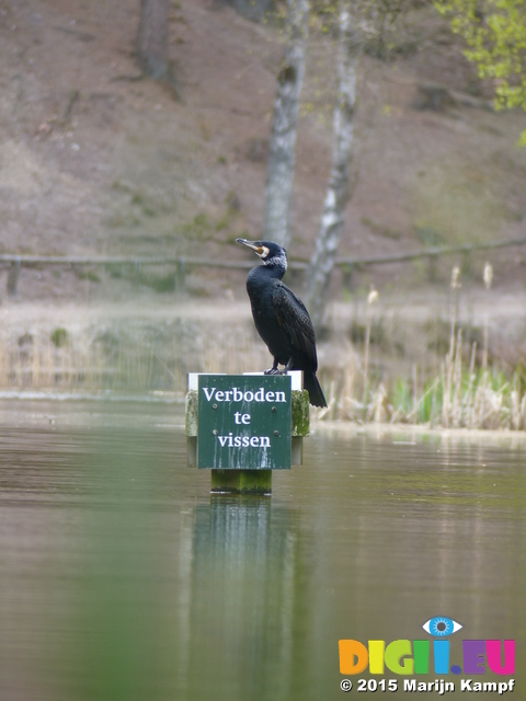 FZ014126 Cormorant